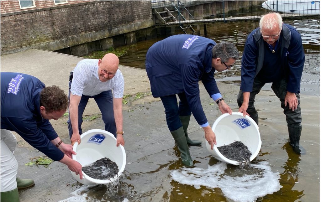 Jonge palingen uitzetten
