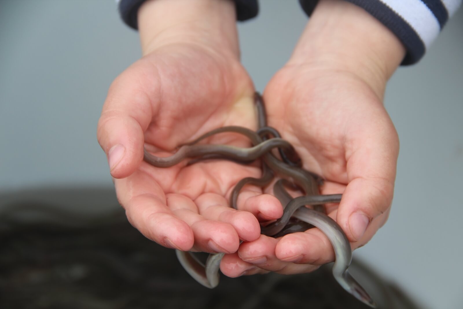 pootaal in hand